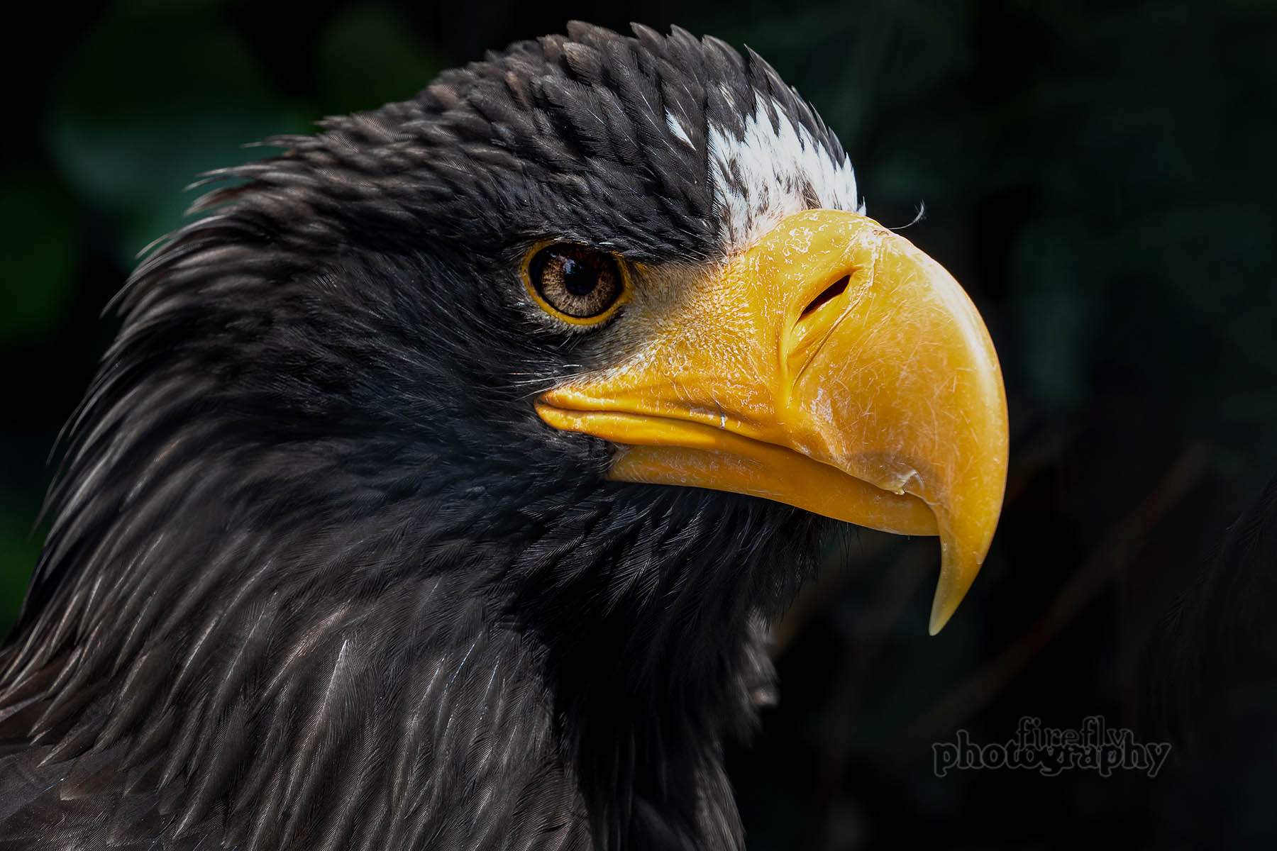 Russischer Riesenseeadler